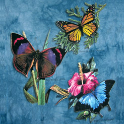 Butterfly Beauties