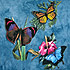 Butterfly Beauties